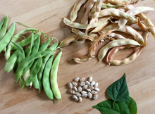 Garden To Table - Beans