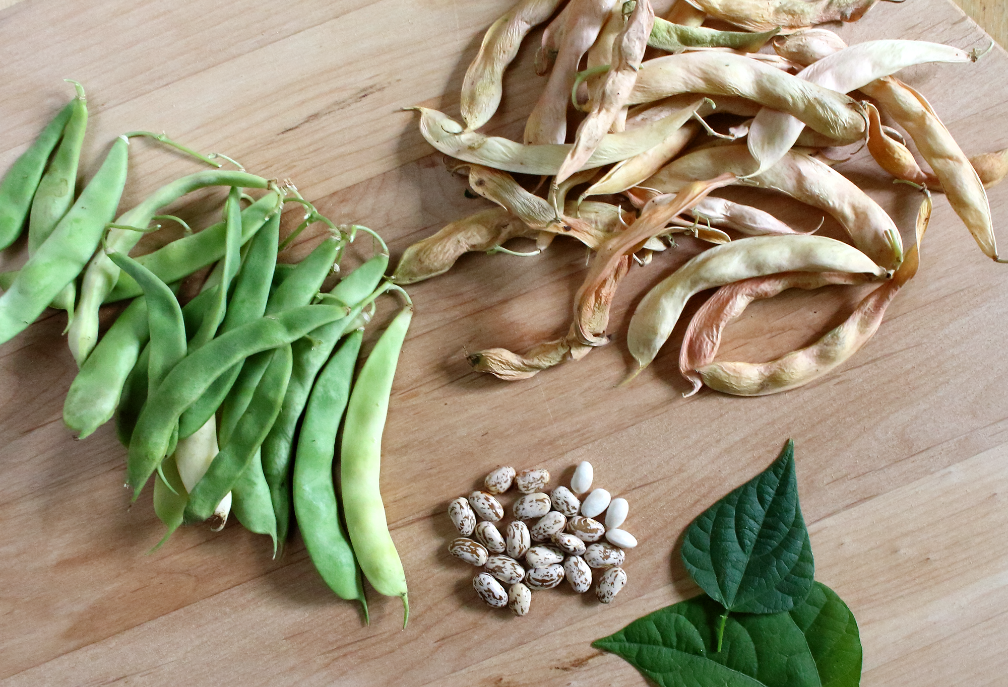 Garden To Table - Beans